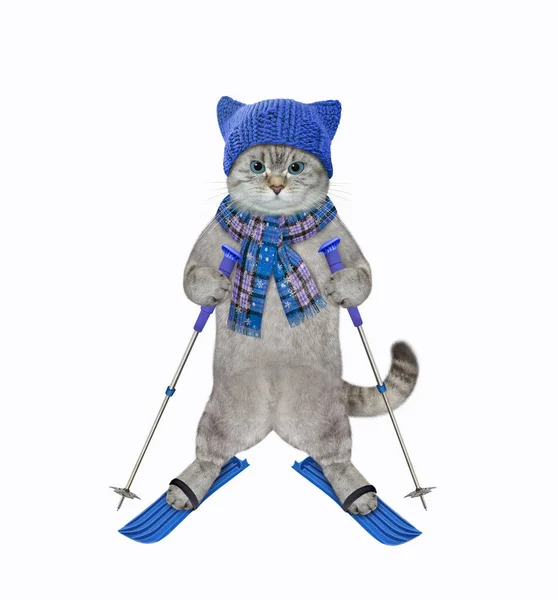 青いスカーフに帽子をかぶった猫がスキーです 白地だ — ストック写真