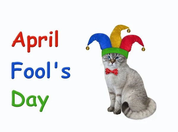 Ashen Cat Wearing Jester Hat Red Bow Tie April Fools — Stock Photo, Image