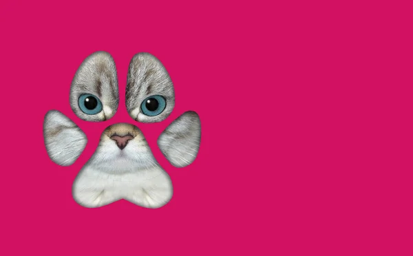 고양이가 분홍색 종이에 발자국 모양의 구멍을 — 스톡 사진