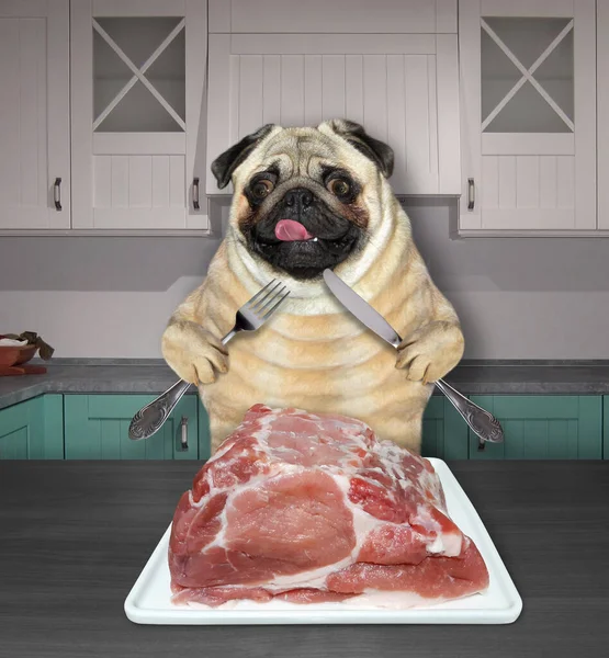 Dog Pug Knife Fork Eating Big Piece Raw Meat Square — Stock Photo, Image