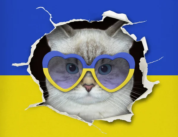 Gato Ashen Patriota Óculos Sol Olha Através Buraco Bandeira Ucraniana — Fotografia de Stock