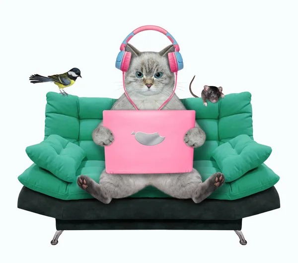 Gato Ashen Fones Ouvido Senta Com Laptop Rosa Sofá Verde — Fotografia de Stock