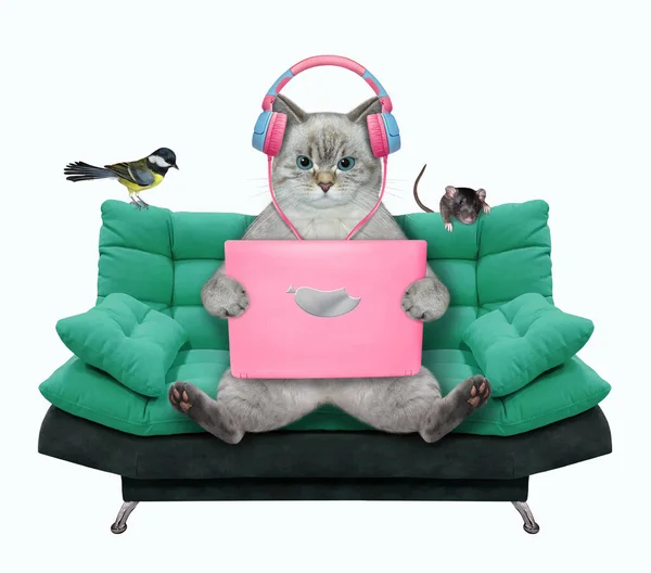 Gato Ashen Fones Ouvido Senta Com Laptop Rosa Sofá Verde Imagem De Stock