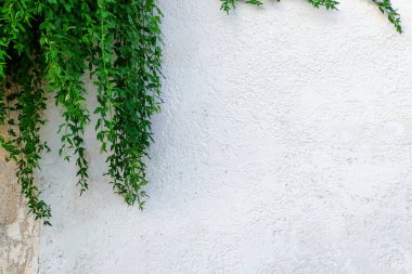 Güneşli bir günde beyaz bir duvara karşı yeşil dallar. Yunanistan. Boşluğu kopyala.
