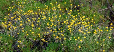 Helichrysum Italicum, sarı Akdeniz çiçekleri. Seçici odak.