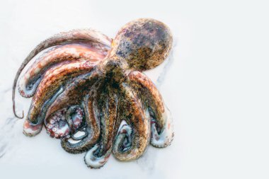 Tüm çiğ ahtapot beyaz bir taş masanın üzerinde. Konsept: Sağlıklı yiyecekler, taze deniz ürünleri. Seçici odak.         