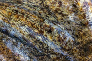 Büyük bir ahtapotun ıslak derisinin dokusu. Parlak soyut arkaplan