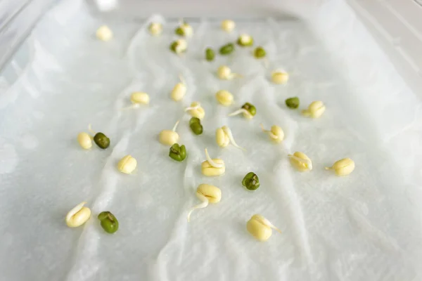 Hydroponically Grown Mung Bean Sprouts Seedlings Culinary Use Concept Healthy — Stok fotoğraf