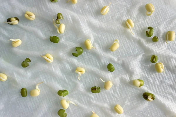 Hydroponically Grown Mung Bean Sprouts Seedlings Culinary Use Concept Healthy — Stockfoto
