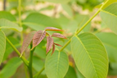Baharda taze ceviz yaprakları. Yeşil bahar arka planı. Seçici odak.