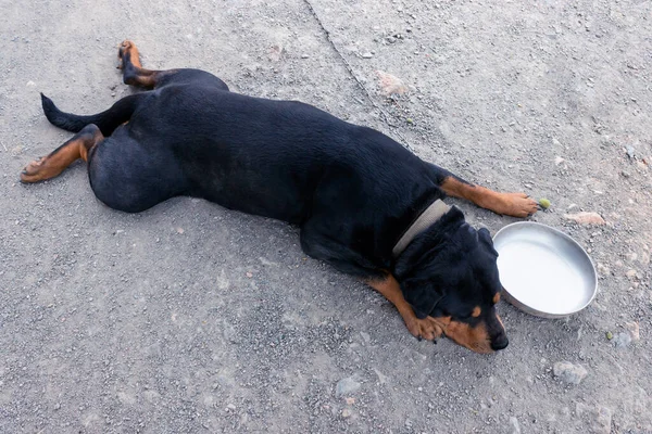 Cão Triste Faminto Está Deitado Lado Uma Tigela Vazia Conceito — Fotografia de Stock
