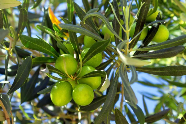 Olgun Yeşil Siyah Zeytinler Hasat Için Hazır Bir Ağaçta Yunanistan — Stok fotoğraf