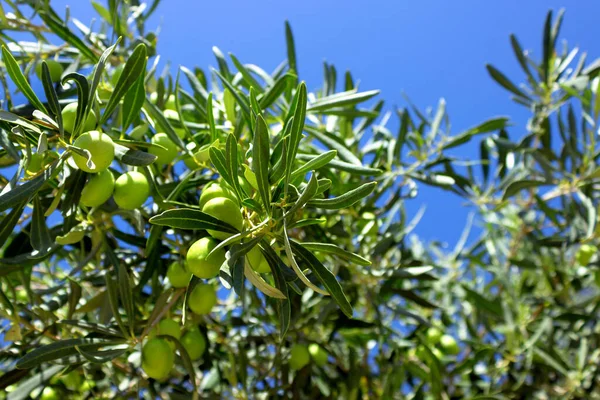 Aceitunas Verdes Negras Maduras Árbol Listo Para Cosecha Otoño Grecia —  Fotos de Stock