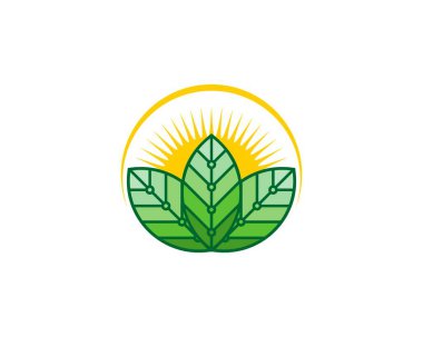 Arkasında gün doğumu olan üç yaprak