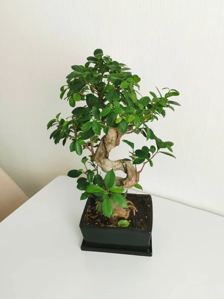 Página Inicial Japonês Miniatura Bonsai Árvore Pote Cerâmica Interior Branco — Fotografia de Stock