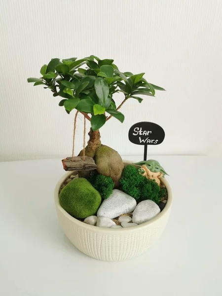 Minsk Belarus September 2021 Pohon Bonsai Mini Jepang Dengan Tanda — Stok Foto