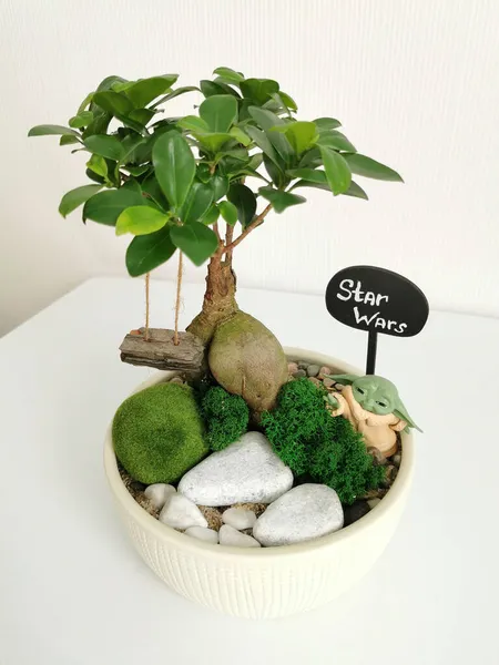 Minsk Belarus September 2021 Pohon Bonsai Mini Jepang Dengan Tanda — Stok Foto