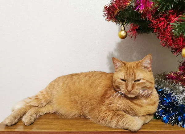 Ginger Cat Lies Christmas Tree — Stock Photo, Image