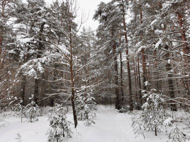Kış ladin ormanının manzarası. Kış manzarası. Karla kaplı ağaçlar. Noel ve Yeni Yıl