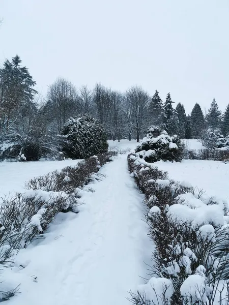 Vue Sur Parc Hiver Paysage Hivernal Arbres Couverts Neige Noël — Photo