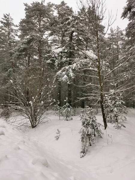 Widok Zimowy Las Świerkowy Zimowy Krajobraz Ośnieżone Drzewa Boże Narodzenie — Zdjęcie stockowe