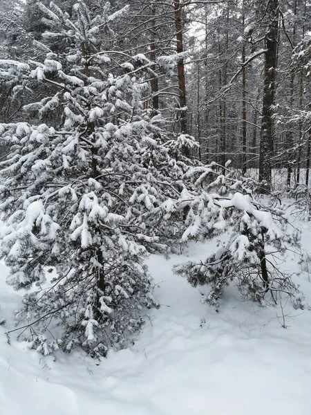 Ormandaki Kardaki Noel Ağaçlarının Manzarası Kış Manzarası Karla Kaplı Ağaçlar — Stok fotoğraf