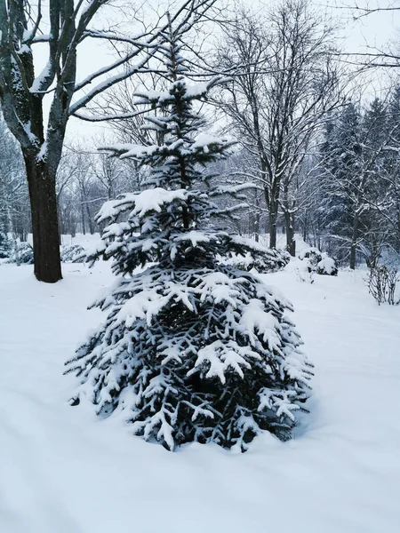 Ormandaki Kardaki Noel Ağaçlarının Manzarası Kış Manzarası Karla Kaplı Ağaçlar — Stok fotoğraf