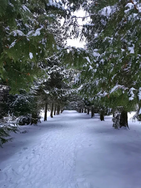Vue Sur Les Arbres Noël Dans Neige Dans Forêt Paysage — Photo