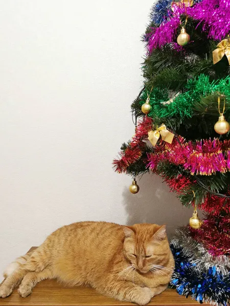 Kızıl Bir Kedi Noel Ağacının Altında Yatıyor — Stok fotoğraf