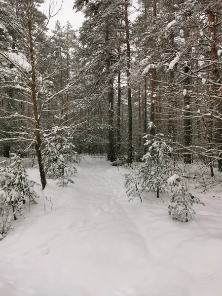 Yolu Olan Kış Ladin Ormanının Manzarası Kış Manzarası Karla Kaplı — Stok fotoğraf