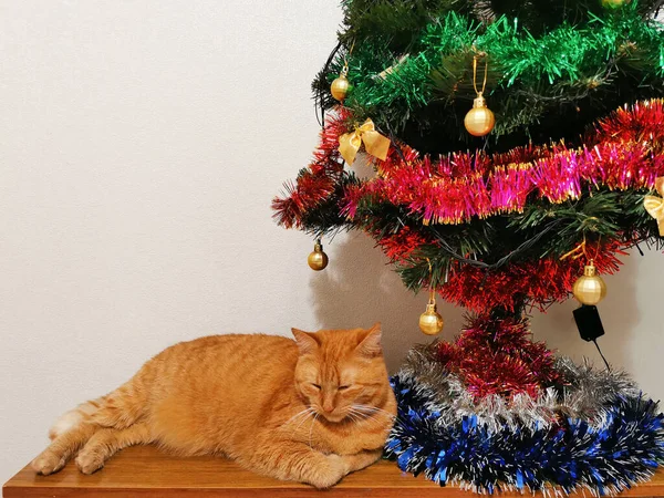 Kızıl Bir Kedi Noel Ağacının Altında Yatıyor — Stok fotoğraf