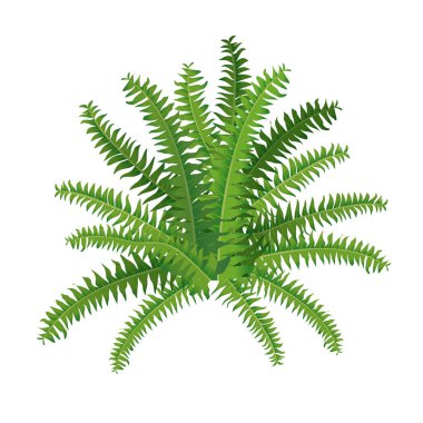 Eğreltiotu, iç dekorasyon için nephrolepis. Ev çiçeklerinin vektör çizimi. Bitkilerle, kentsel ormanlarla moda ev dekorasyonu