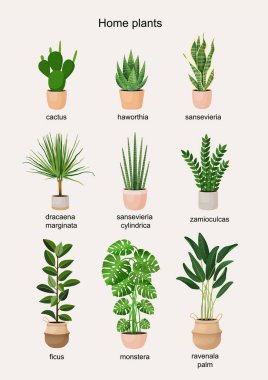 İç dekorasyon için ev bitkilerinin olduğu bir poster. Ev çiçeklerinin vektör çizimlerinin toplanması. Bitkilerle, kentsel ormanlarla moda ev dekorasyonu
