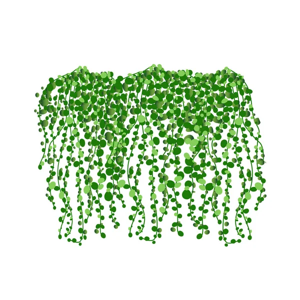 Παχύρευστο Φυτό Που Κρέμεται Φυτό Rowley Godson Εικονογράφηση Διάνυσμα Των — Διανυσματικό Αρχείο