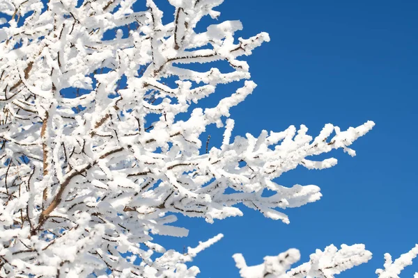 Snow Covered Tree Branches Blue Sky — Fotografia de Stock