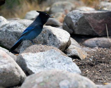 Stellers Jay kayaların üzerinde oturuyor