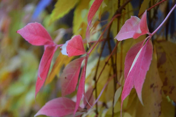 Colorful Autumn Leaves Swaying Wind — Stock Photo, Image