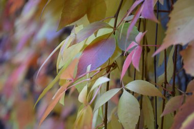 Rüzgarda sallanan renkli sonbahar yaprakları