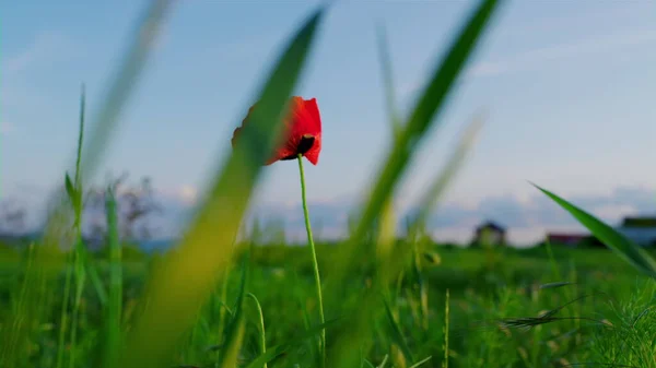 En röd vallmo blomma blommar grönt gräs fält landskap. Röd papaver växer — Stockfoto