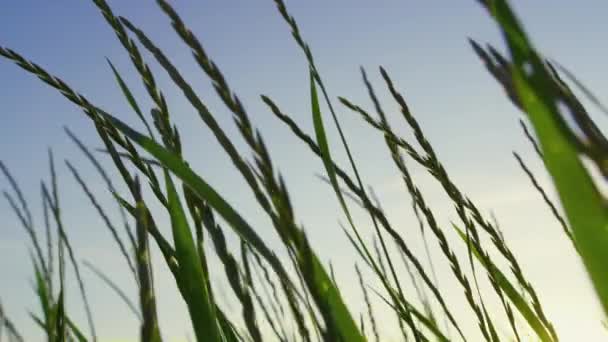 Cerca de hierba verde balanceo viento. Fondo de naturaleza abstracta — Vídeos de Stock