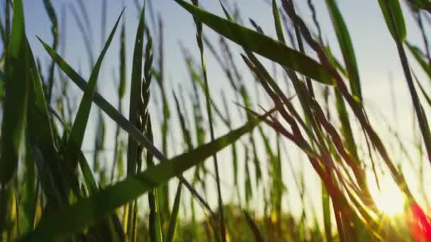 Grama verde balançando vento no campo rural ao pôr-do-sol. Fundo de natureza pacífica. — Vídeo de Stock