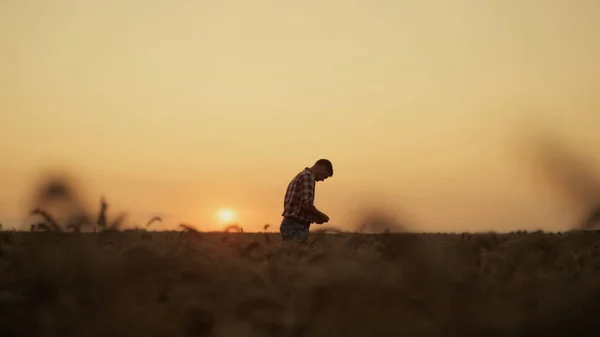 Landbruker silhuett som undersøker hvetekorn ved solnedgang - jordbruksjord. stockbilde