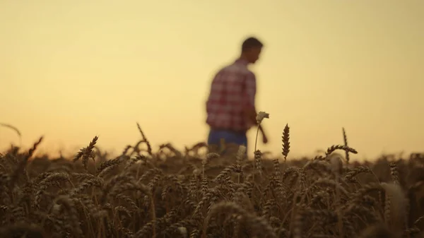 Agri ember farmer sétáló búza gabona mező naplementekor. Szoros szerves gabonatermesztés — Stock Fotó