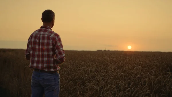 日の出の朝の小麦畑で作物を調べる実業家農学者. — ストック写真