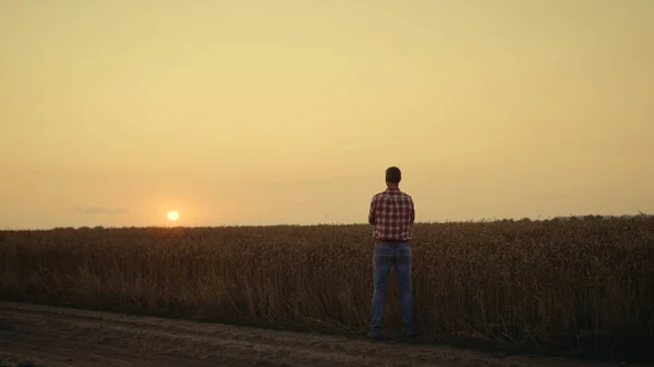 Silhouette farmer agronómus keres betakarítás naplemente búza árpa mező egyedül. — Stock Fotó