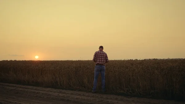 Silhouette de fermier vérifier la qualité du grain au champ de pays coucher de soleil. Homme réfléchi — Photo