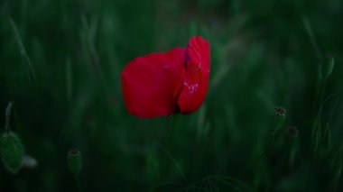 Yeşil çimen tarlasında açan kırmızı gelincik çiçeği. Bir papaver bitkisi büyür