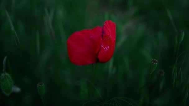 Detailní červená maková květinka kvetoucí na travnatém poli. Jedna papírnická rostlina — Stock video