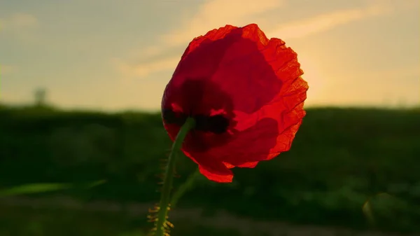 Widok z tyłu jeden czerwony kwiat maku kołyszący wiatr o złotym zachodzie słońca. Kwiat kostki brukowej — Zdjęcie stockowe