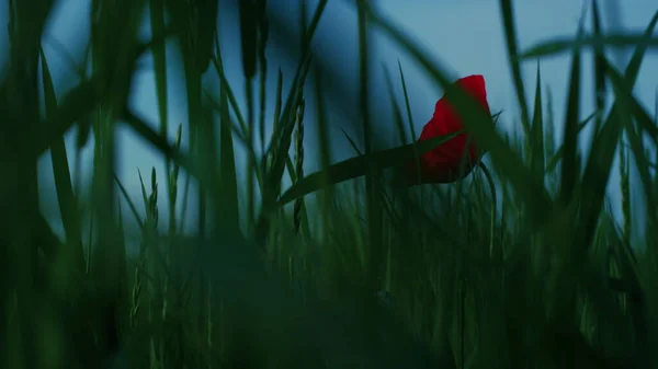 穏やかな田園風景の中に咲く野生のケシの花。一つのケシの成長草 — ストック写真